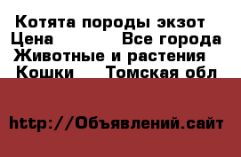 Котята породы экзот › Цена ­ 7 000 - Все города Животные и растения » Кошки   . Томская обл.